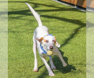 Donald - Male Mutt Dog for Adoption - Photo #2