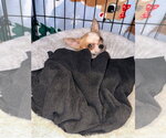 Small Chihuahua Mix