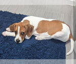 Small #3 Mutt