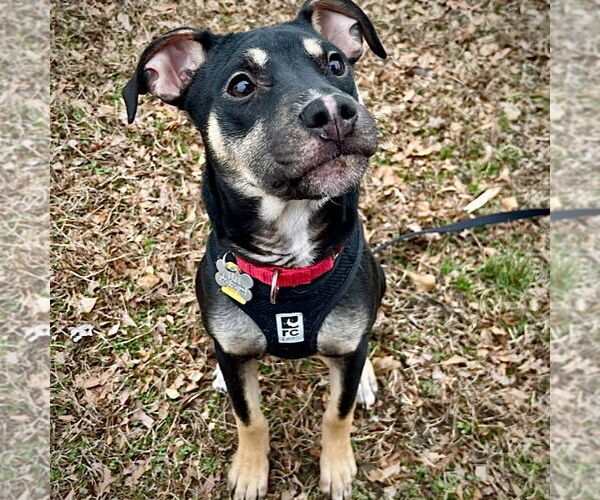 Medium Photo #4 Rat Terrier-Unknown Mix Puppy For Sale in Atlanta, GA, USA