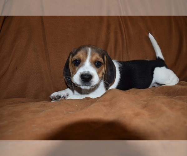 Medium Photo #1 Beagle Puppy For Sale in LUBBOCK, TX, USA