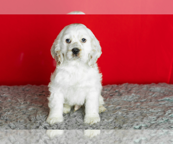 Medium Photo #5 Cocker Spaniel Puppy For Sale in NAPPANEE, IN, USA