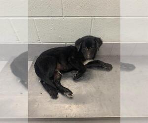 Labrador Retriever Dogs for adoption in Corpus Christi, TX, USA