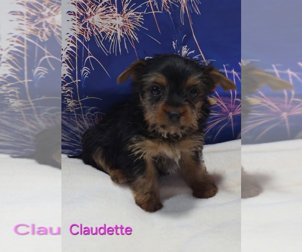 Medium Photo #5 Yorkshire Terrier Puppy For Sale in AZLE, TX, USA
