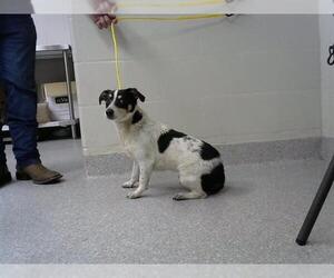 Chihuahua Dogs for adoption in Pasadena, TX, USA