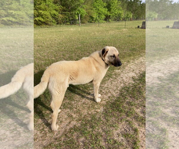 Medium Photo #2 Anatolian Shepherd Puppy For Sale in Higley, AZ, USA