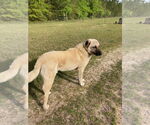 Small #1 Anatolian Shepherd