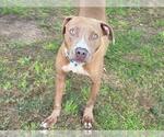 Small American Pit Bull Terrier