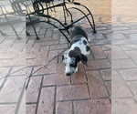 Small Photo #11 Catahoula Leopard Dog Puppy For Sale in GERMANTOWN, IL, USA