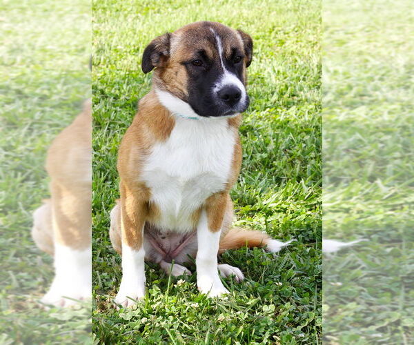 Medium Photo #3 Mutt Puppy For Sale in Evansville, IN, USA