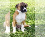 Small #2 Mutt