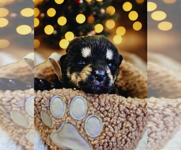 Medium Photo #9 Siberian Husky-Unknown Mix Puppy For Sale in McKinney, TX, USA