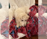 Small Photo #8 Goldendoodle Puppy For Sale in PHOENIX, AZ, USA