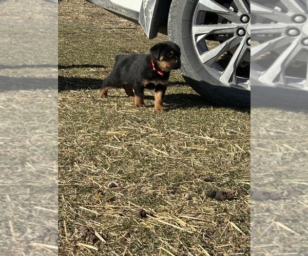 Medium Photo #5 Rottweiler Puppy For Sale in POLO, MO, USA
