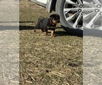 Small Photo #5 Rottweiler Puppy For Sale in POLO, MO, USA