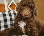 Small Photo #2 Labradoodle-Poodle (Standard) Mix Puppy For Sale in LEXINGTON, SC, USA