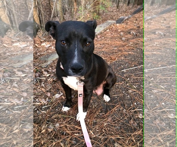 Medium Photo #15 American Staffordshire Terrier-Unknown Mix Puppy For Sale in Holly Springs, NC, USA