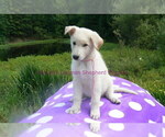 Small #2 German Shepherd Dog