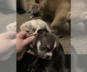 French Bulldog Puppy for sale in LAUREL, IN, USA