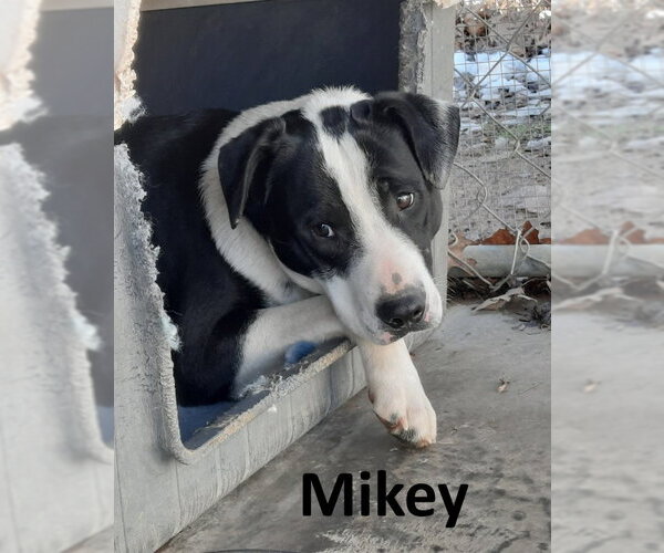 Medium Photo #4 Border Collie-Mountain Cur Mix Puppy For Sale in Mountain View, AR, USA