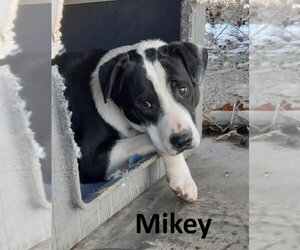 Mikey - Male Border Collie-Mountain Cur Mix Dog for Adoption - Photo #4