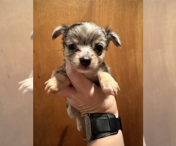 Medium Photo #2 Chihuahua Puppy For Sale in NEW BEDFORD, MA, USA