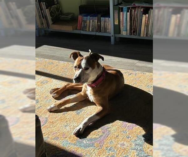 Medium Photo #2 Mutt Puppy For Sale in McKinleyville, CA, USA