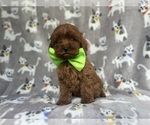 Small #7 Cavapoo