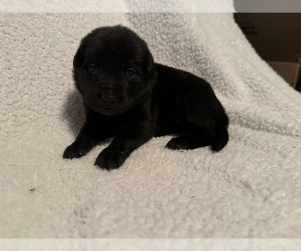 Shepradors PUPPY FOR SALE ADN733103 Litter of 7 for sale Female