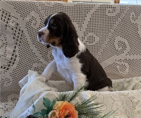 Medium Photo #3 English Springer Spaniel Puppy For Sale in OWEN, WI, USA