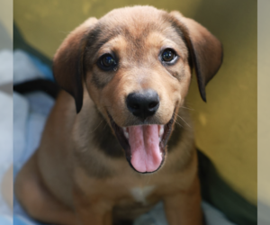 Labrador Retriever-Unknown Mix Dogs for adoption in Brooklyn, NY, USA