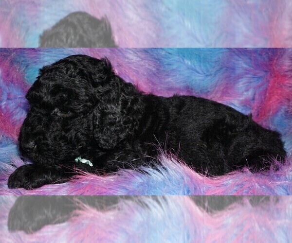 Medium Photo #6 Labradoodle Puppy For Sale in LA HABRA, CA, USA