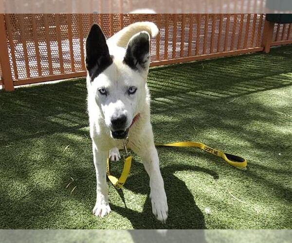 Medium Photo #2 Siberian Husky-Unknown Mix Puppy For Sale in Las Vegas, NV, USA