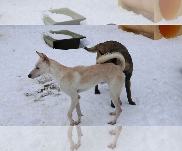 Medium Photo #16 Saluki-Whippet Mix Puppy For Sale in Sebec, ME, USA