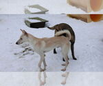 Small #15 Saluki-Whippet Mix