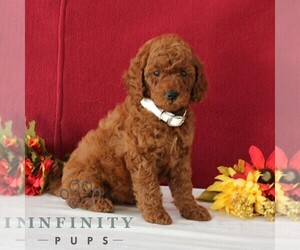 Goldendoodle Puppy for sale in GORDONVILLE, PA, USA