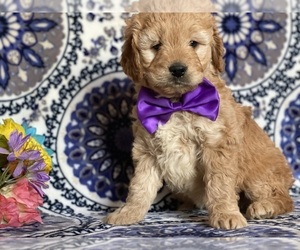 Goldendoodle (Miniature) Puppy for sale in LANCASTER, PA, USA