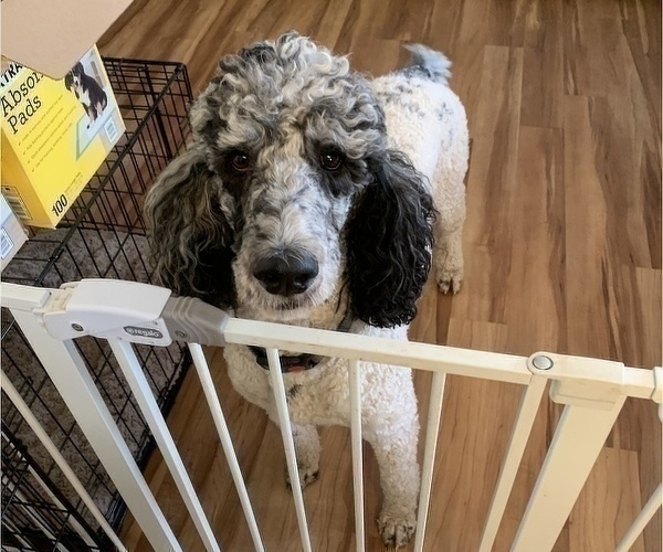 Medium Photo #1 Poodle (Standard) Puppy For Sale in DUNN, NC, USA