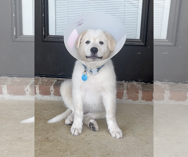 Medium Photo #3 Great Pyrenees Puppy For Sale in Dallas, TX, USA