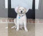 Small #2 Great Pyrenees