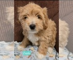 Puppy Poppy Cavapoo