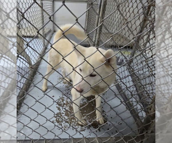 Medium Photo #4 Huskies -Unknown Mix Puppy For Sale in Winston Salem, NC, USA