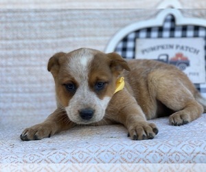Australian Cattle Dog Puppy for sale in LANCASTER, PA, USA
