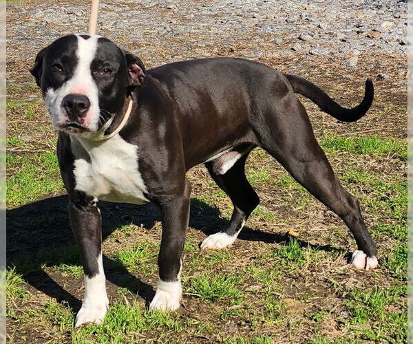 Medium Photo #2 Bulldog-Unknown Mix Puppy For Sale in Wetumpka, AL, USA