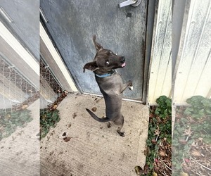 Mutt Dogs for adoption in Fairfield, IL, USA