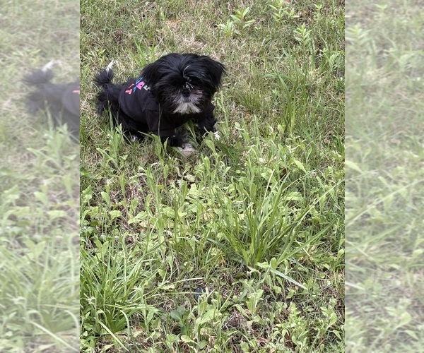 Medium Photo #1 Shorkie Tzu Puppy For Sale in BEAUFORT, SC, USA