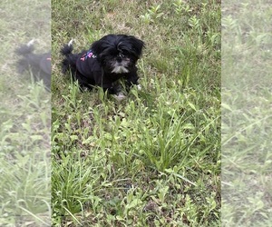 Shorkie Tzu Puppy for sale in BEAUFORT, SC, USA