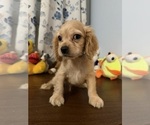 Small #10 Cocker Spaniel