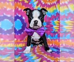 Boston Terrier Puppy for sale in COCHRANVILLE, PA, USA