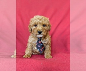 Goldendoodle Puppy for sale in KIRKWOOD, PA, USA